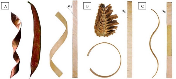 Figure 8 Shape transformations of bi-layered wood due to hygroscopic properties, through A) twisting, B) bending, C) sinusoidal curved. [9]