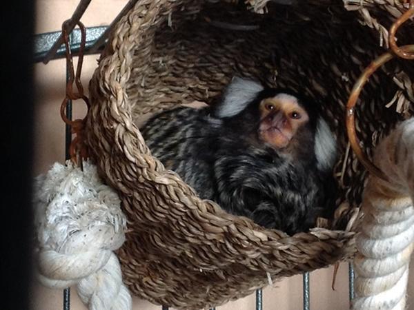 Pilkington Helps Build New Home for Rescued Monkeys