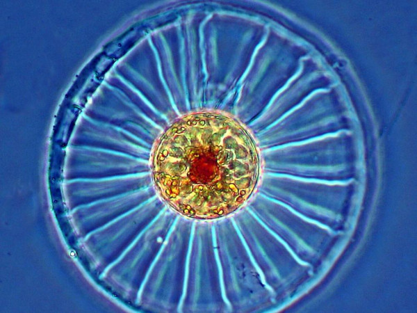A single-celled algae known as a diatom produces beautifully intricate silica glass shells. Credit: Courtesy of John R. Dolan, Laboratoire d'Oceanographique de Villefranche/NOAA Fisheries Collection / Penn State. 