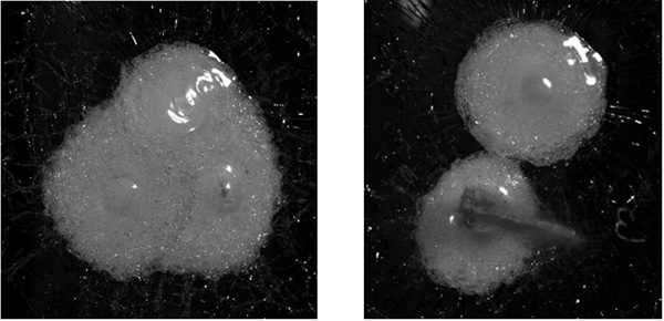 Fig. 11: High-speed camera photos showing the rear side, (left) SentryGlas Xtra® laminate after 3 shots 0.44 Magnum, 440m/s according to EN 1063, (right) same laminate construction with Trosifol® PVB after the second shot 0.44 Magnum, 440m/s.