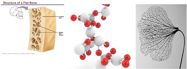 Figure 1 Organic forms, a.) bone structure, Pearson Education b.) leave structure, c.) glass molecules – computer generated image