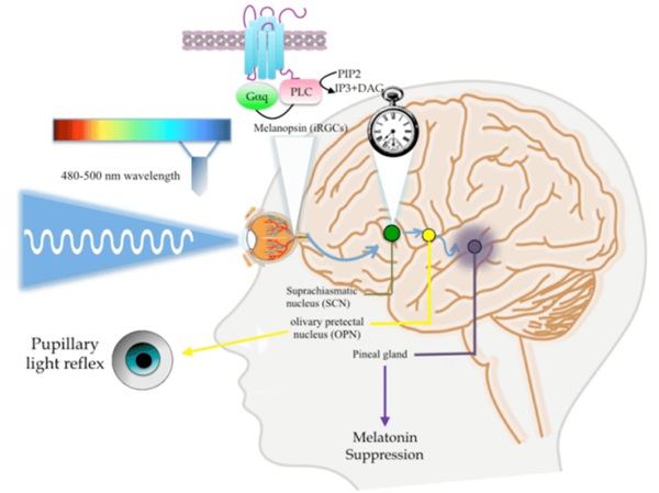 Fig. 21: Triggered by 490 nm wavelength light, scheme of melanopsin pathway through the retinal iRGCs and signal reaches the pineal gland where the melatonin synthesis is inhibited/activated. From (Alkozi, 2019).
