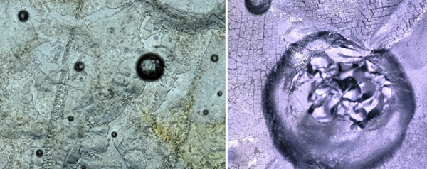 Fig. 33: Top surface crystallization (glass-air interface) in a kiln-cast glass sample from float glass waste. The image on the left shows the development of local vitreous inhomogeneities due to the volatilization of gases, alkali and other compounds, and the associated formation of a crystalline film. The image on the right shows a close up of a cracked bubble and a network of fissures.