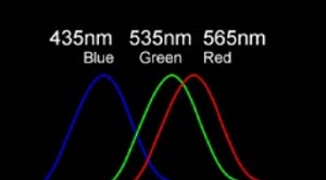 Figure 5. Colour cone excitement wavelength peaks.