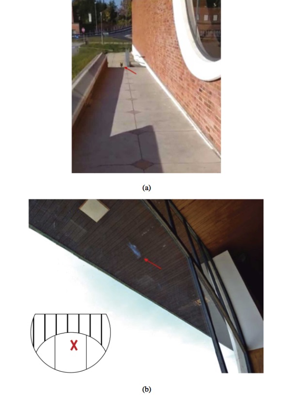 Figure 5 Example of bird-strike during visual inspection (female common pheasant, October 30th, 2021): (a) pheasant after impact and (b) corresponding target region (indoor view).