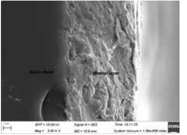 Figure 5. The microstructure of mental layer of a glass sheet