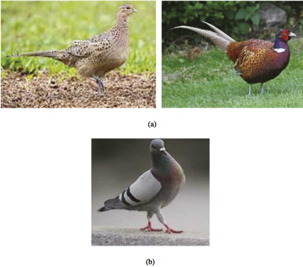 Figure 6 Reference (a) B#1 and (b) B#2 soft-body impactors for the present study (out of scale).