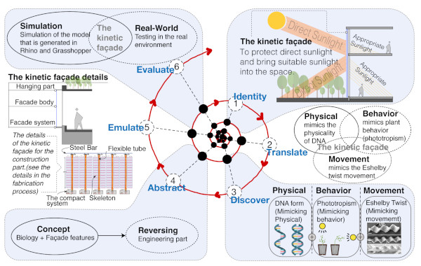 Figure 6. The biomimicry design spiral principle for integration in this study.