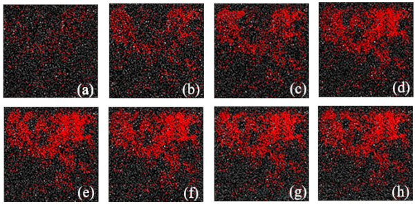 Figure 7. The microcrack characteristics of the float glass acted upon by the thermal loading, (a) The number of cracks at 5270 steps is 688, (b) The number of cracks at 9269 steps is 1612, (c) The number of cracks at 10,271 steps is 2279, (d) The number of cracks at 14,279 steps is 3670, (e) The number of cracks at 25,301 steps is 3682, (f) The number of cracks at 57,932 steps is 3682, (g) The number of cracks at 105,410 steps is 3682 and (h) The number of cracks at 188,210 steps is 3682.