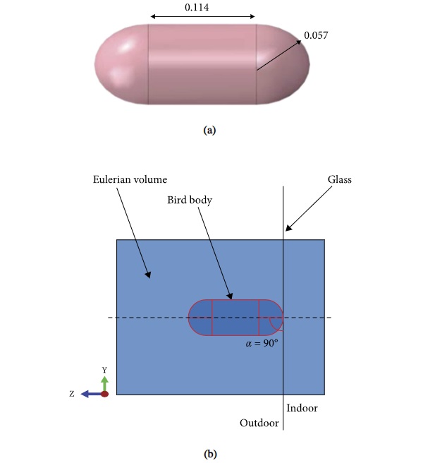 Figure 9 Reference CEL model: (a) conventional nominal bird dimensions (values in meters, for 1.81 kg conventional bird size) and (b) cross-section detail of model assembly in the region of impact (ABAQUS/explicit).