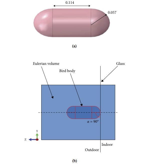 Figure 9 Reference CEL model: (a) conventional nominal bird dimensions (values in meters, for 1.81 kg conventional bird size) and (b) cross-section detail of model assembly in the region of impact (ABAQUS/explicit).