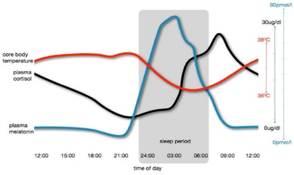 Fig. 22: The normal synchronous relationships between sleep and daytime activity and cortisol, melatonin and body temperature. From (Hickie et al., 2013).