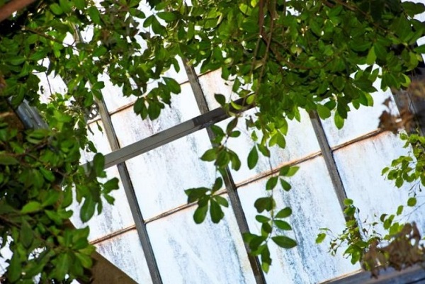 Vitro Architectural Glass is a contributing sponsor to the restoration of the Tropical Rainforest exhibit at the National Aviary in Pittsburgh. Vitro is supplying 19,600 square-feet of Starphire UltraClear® glass, featuring AviProTek® bird-friendly Velour acid-etched finish by Walker Glass to replace the existing glass, shown here. The Tropical Rainforest habitat, which opened in 1952, still features the single-strength annealed float glass used in its original construction.