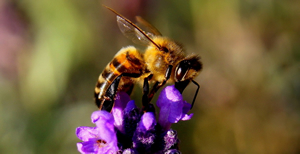 bee