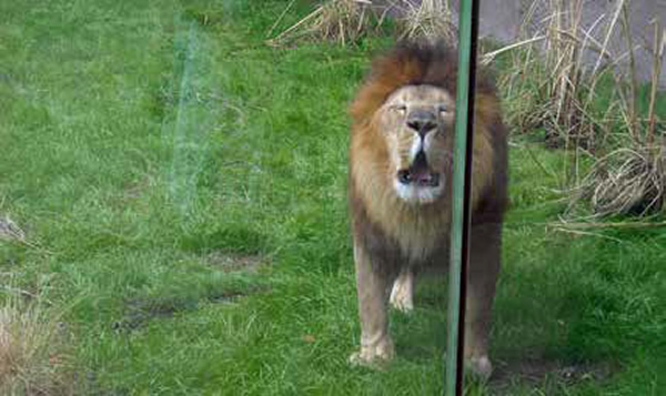 The glass screen at the Detroit Zoo, which separates lions from humans, is made of extra clear, high-security laminated glass incorporating SentryGlas® ionoplast interlayer from Trosifol™.