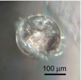microscopic nickel sulfide inclusion
