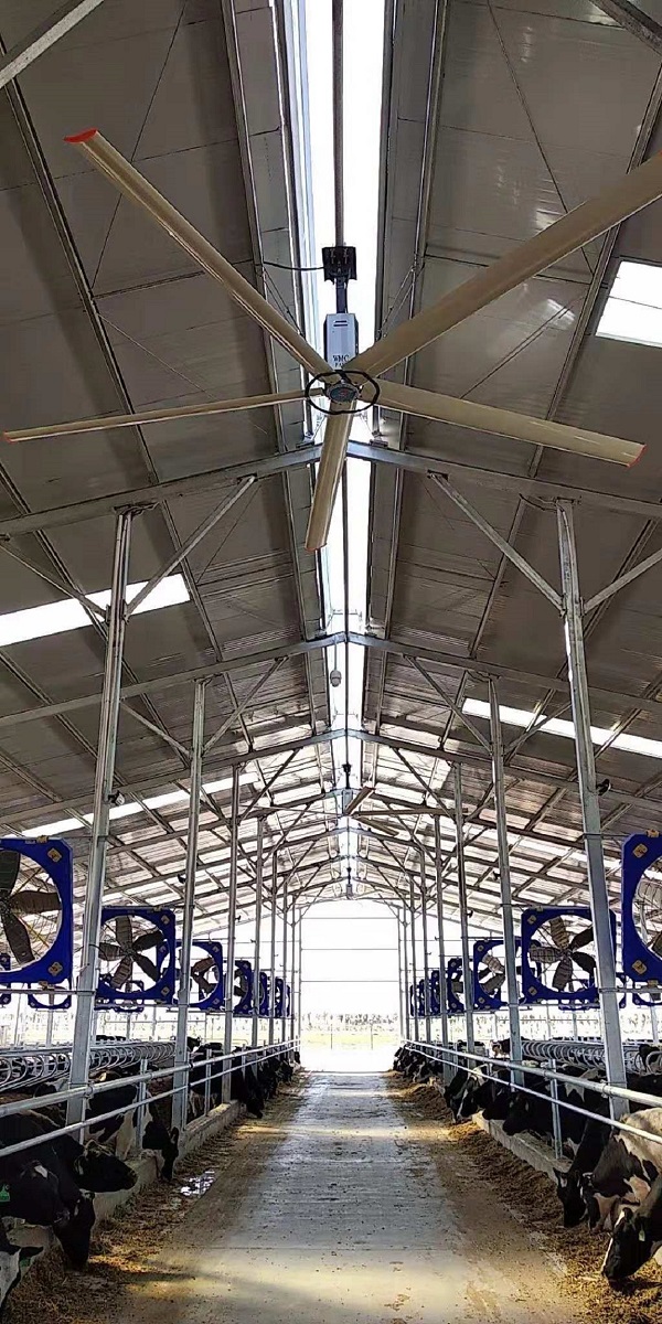 NorthGlass HVLS fan is applied in animalhusbandry industry