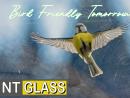 Bird Friendly Glass from Nashville Tempered Glass