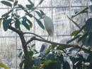 Impressions of Glass: National Aviary