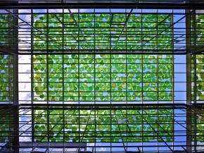 Using Decorative Glass to Create an Urban Forest