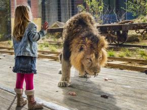 Guardian Clarity at the Land of the Lions, ZSL London Zoo, ©Romag