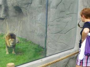 SentryGlas® Gives Lions More Zoo and Visitors More View