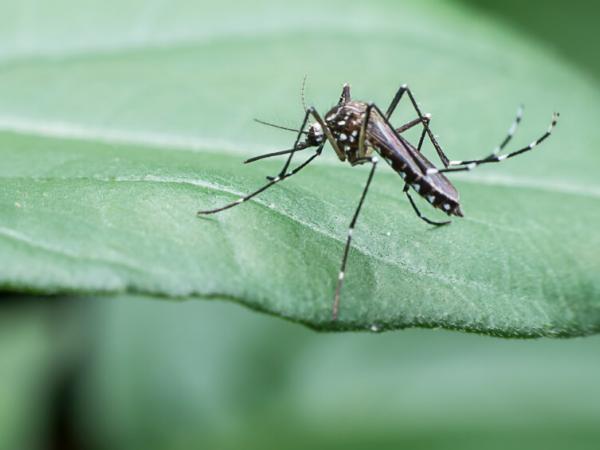 AAMA Hosts CDC to Discuss Screens to Prevent Spread of Zika Virus