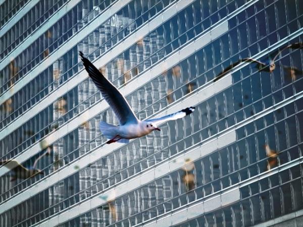 4BIRD® EFFECTIVE BIRD PROTECTION IN GLASS ARCHITECTURE